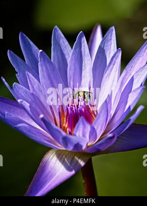 The Woodlands TX USA - 5 juin 2018 - Abeille sur Water Lily Banque D'Images