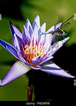 The Woodlands TX USA - 5 juin 2018 - Libellule sur Water Lily 2 Banque D'Images