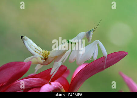 Orchid mantis sur une fleur Banque D'Images