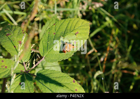 Grand Skipper butterfly on leaf Banque D'Images