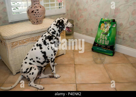 Chien dalmatien en attente par sac d'aliments pour chiens pour certains une à la nourrir. M. © Myrleen Pearson. Ferguson Cate Banque D'Images