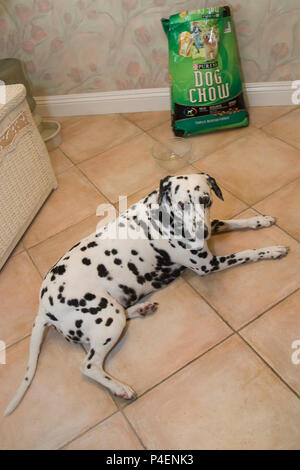 Chien dalmatien en attente par sac d'aliments pour chiens pour certains une à la nourrir. M. © Myrleen Pearson. Ferguson Cate Banque D'Images