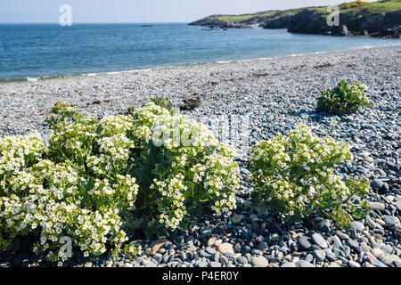 La mer de floraison (kale Crambe maritima) de plantes poussant à l'état sauvage sur plage de galets en été. Cemlyn Cemaes Bay, île d'Anglesey, au Pays de Galles, Royaume-Uni, Angleterre Banque D'Images