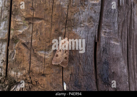 Coeur et Dart (Agrotis exclamationis) Banque D'Images