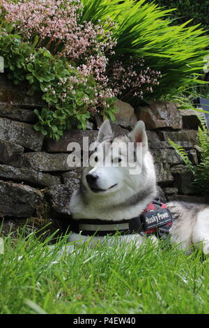 Husky Sibérien à côté de mur en pierre et la cascade de fleurs (Saxifraga x urbium, London Pride) Banque D'Images