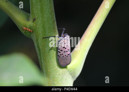 Montgomery Comté PA : Un Lanternfly Lycorma (repéré adultes delicatula), sur un arbre du Ciel (Ailanthus altissima) arbrisseau. Banque D'Images