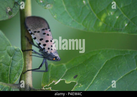 Montgomery Comté PA : Lanternfly Lycorma (repéré adultes delicatula) sur un arbre du Ciel (Ailanthus altissima) arbrisseau. Banque D'Images