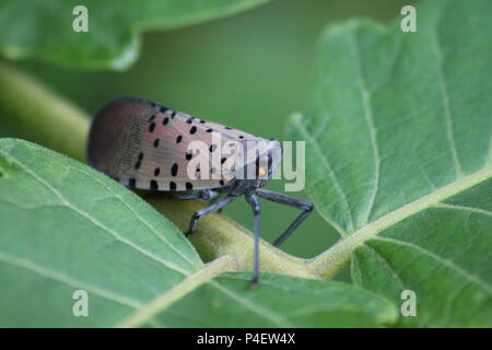 Montgomery Comté PA : A Lanternfly Lycorma (delicatula) sur un arbre du Ciel (Ailanthus altissima) arbrisseau. Banque D'Images