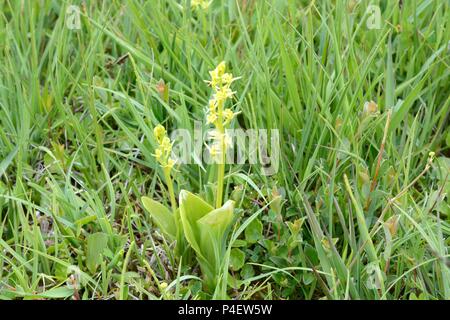 Orchidées Liparis loeselii Kenfig Fen naturel Nature Réserver Bridgend Galles Cymru UK Banque D'Images