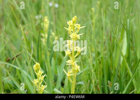 Orchidées Liparis loeselii Kenfig Fen naturel Nature Réserver Bridgend Galles Cymru UK Banque D'Images