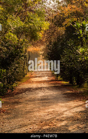 Arboretum Atatürk Istanbul,Turquie sariyer u Banque D'Images