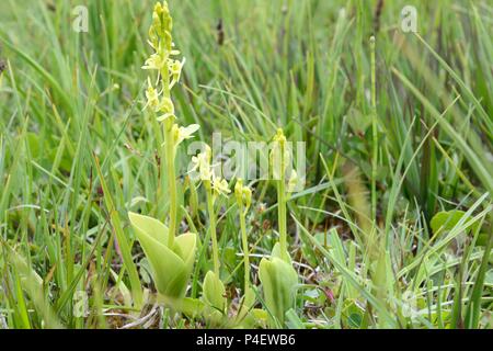 Orchidées Liparis loeselii Kenfig Fen naturel Nature Réserver Bridgend Galles Cymru UK Banque D'Images