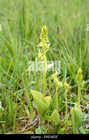 Orchidées Liparis loeselii Kenfig Fen naturel Nature Réserver Bridgend Galles Cymru UK Banque D'Images