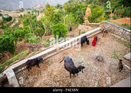 Femme indienne avec ses buffles à Dalkanya Nandhour village sur la vallée, les collines du Kumaon, Uttarakhand, Inde Banque D'Images