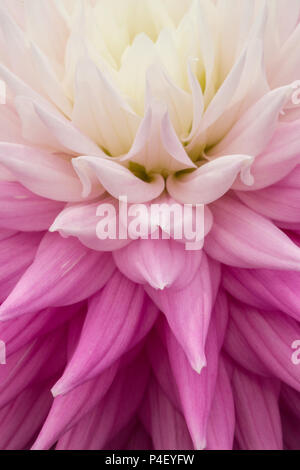 Dahlia photographié en macro et de lumière naturelle étant exposées à Wisley RHS Flower show. Septembre 2017 Banque D'Images