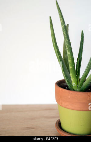 Close-up of Aloe Vera Plant dans un pot en terre cuite sur un comptoir en face d'un fond clair Banque D'Images