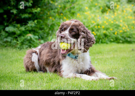 Un marron et blanc Épagneul Springer Anglais pure race chien couché dans le champ ou jardin avec balle de tennis dans sa bouche. Banque D'Images