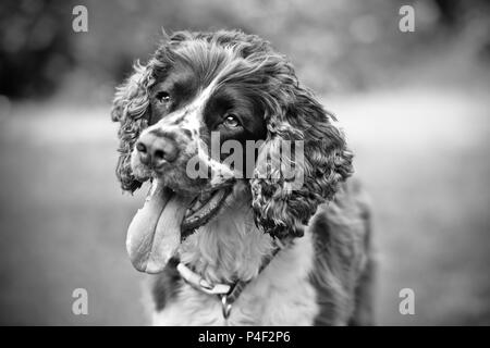 Un chien de race Springer Spaniel anglais avec la bouche ouverte. Très faible profondeur de champ à l'arrière-plan flou artistique et en noir et blanc (B&W) Banque D'Images