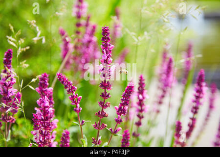 Vue rapprochée de l'apiculture volant à longue tige avec des fleurs sauvages qui poussent sur prairie ensoleillée Banque D'Images