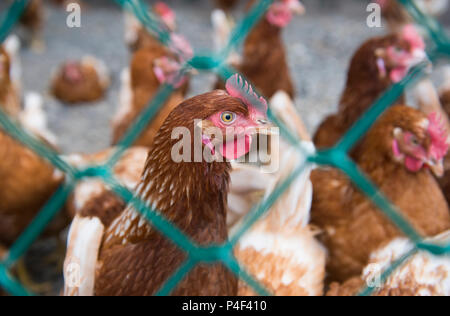 Les poulets sont indiqués dans une cage dans une petite ferme Banque D'Images