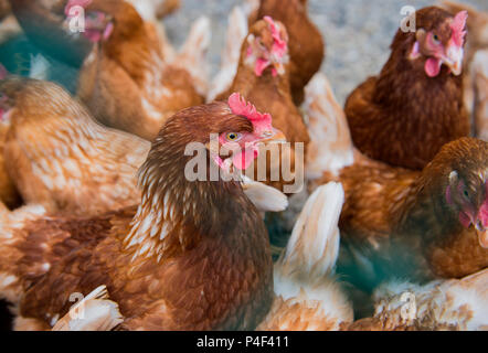 Les poulets sont indiqués dans une cage dans une petite ferme Banque D'Images