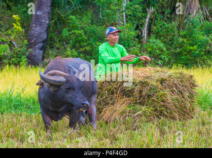 Agriculteur philippin travaillant dans un champ de riz sur l'île de Marinque aux Philippines Banque D'Images