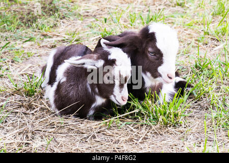Deux chèvres bébé blanc - noir dans l'endormir ensemble sur l'herbe en été. Banque D'Images