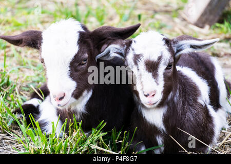 Deux chèvres bébé blanc - noir dans l'endormir ensemble sur l'herbe en été. Banque D'Images