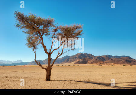 Lonely Tree dans le désert du Namib prise en Janvier 2018 Banque D'Images