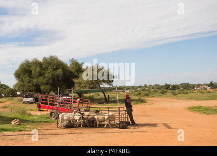 Rue des moutons vente négociant sur le bord de la route dans un village rural de l'Afrique du Nord , Le Cap, Afrique du Sud Banque D'Images