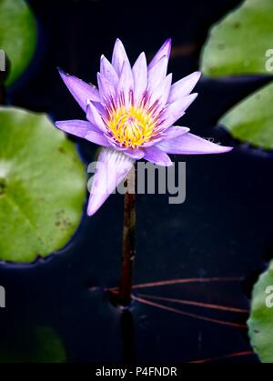 The Woodlands TX USA - 5 juin 2018 - Water Lily 1 Banque D'Images