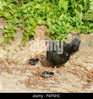 La mère poule avec ses poussins Banque D'Images