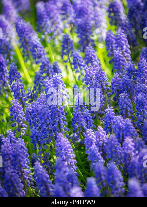 Gros plan de la jacinthe du raisin arménien (Muscari armeniacum) dans un jardin au printemps Banque D'Images