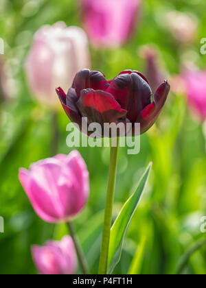 ARRIÈRE-PLAN - Rose foncé tulipe contre rose pâle Banque D'Images