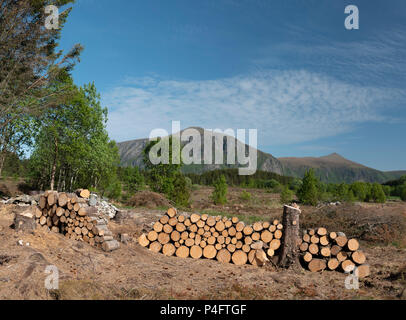 Norwegian wood, Bud, la Norvège. Banque D'Images