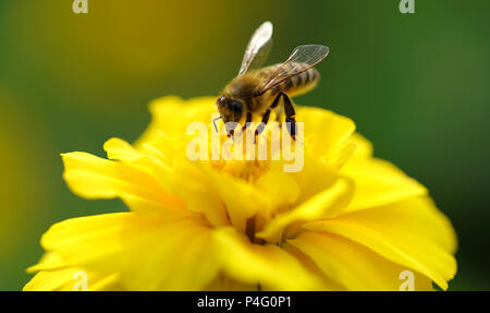 Yangzhou, Chine, province de Jiangsu. 21 Juin, 2018. Une abeille rassemble sur un miel de fleurs en fleurs à l'endroit pittoresque du Lac de l'Ouest mince à Yangzhou, Ville de la Chine de l'est de la province de Jiangsu, le 21 juin 2018. Credit : Meng Delong/Xinhua/Alamy Live News Banque D'Images