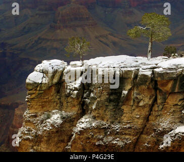 Arizona, USA. 2 Jan, 2017. Les poussières de neige la jante et plusieurs arbres arbre sur le le haut des pentes du Grand Canyon sur une journée d'hiver venteux en Arizona. Credit : L.E. Baskow/ZUMA/Alamy Fil Live News Banque D'Images