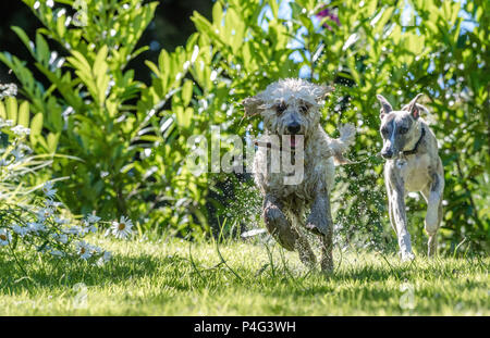 Mansfield Woodhouse, UK. 22 juin 2018. A l'temperpure s'élève un chien Cockapoo bénéficie d''un plongeon dans un étang de jardin de refroidir pendant ce temps d'été chaud Alan Beastall/Alamy Live News. Banque D'Images