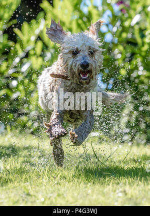 Mansfield Woodhouse, UK. 22 juin 2018. A l'temperpure s'élève un chien Cockapoo bénéficie d''un plongeon dans un étang de jardin de refroidir pendant ce temps d'été chaud Alan Beastall/Alamy Live News. Banque D'Images