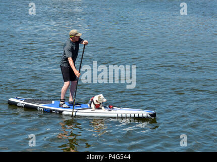 Bristol, Royaume-Uni. 22 juin 2018. Météo britannique. Bristol début de canicule, paddle boarder vu avec son chien alors que l'attelage d'une balade dans la ville de Bristol Harbour. Robert Timoney/Alamy/live/News Banque D'Images