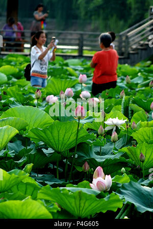 Zhengzhou, Chine, province de Henan. 22 Juin, 2018. Des touristes posent pour des photos avec des fleurs de lotus au parc Zijingshan à Zhengzhou, province du Henan en Chine centrale, le 22 juin 2018. Un crédit : Li/Xinhua/Alamy Live News Banque D'Images