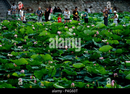 Zhengzhou, Chine, province de Henan. 22 Juin, 2018. Les touristes regarder les fleurs de lotus au parc Zijingshan à Zhengzhou, province du Henan en Chine centrale, le 22 juin 2018. Un crédit : Li/Xinhua/Alamy Live News Banque D'Images