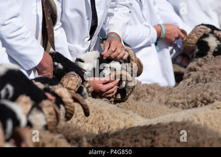 Ingliston, UK. 22 juin 2018. Une dernière minute pour poils blancs pendant le jugement des brebis Swaledale au Royal Highland Show. Crédit : John Eveson/Alamy Live News Banque D'Images