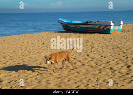 Chien errant, plage de Negombo, Sri Lanka, Province de l'Ouest, au Sri Lanka, en Asie Banque D'Images