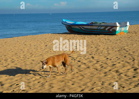 Chien errant, plage de Negombo, Sri Lanka, Province de l'Ouest, au Sri Lanka, en Asie Banque D'Images