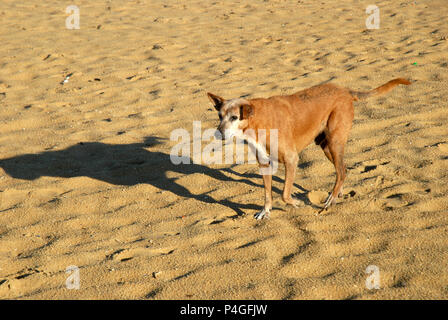 Chien errant, plage de Negombo, Sri Lanka, Province de l'Ouest, au Sri Lanka, en Asie Banque D'Images