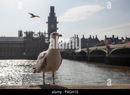 Mouette à Londres avec une vue sur le pont de Westminster, Westminster Palace et du Parlement. Banque D'Images