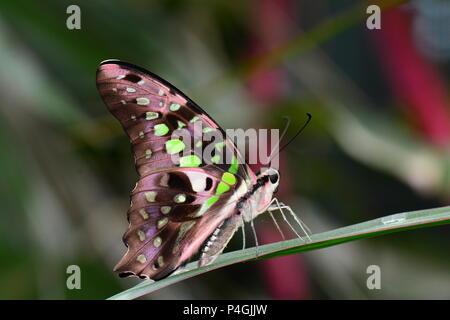 Une queue Geai terres papillon dans les jardins pour une visite. Banque D'Images