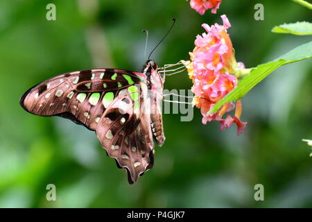 Une queue Geai terres papillon dans les jardins pour une visite. Banque D'Images