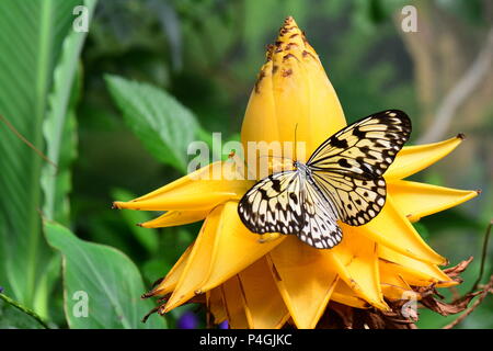 Grand arbre papillon nymphe tombe sur une fleur de bananier Banque D'Images